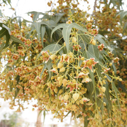 Brachychiton populneus