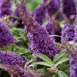 Buddleja davidii Butterfly CandyLittle Purple