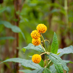 Buddleia globosa