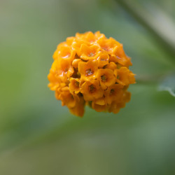 Buddleia globosa