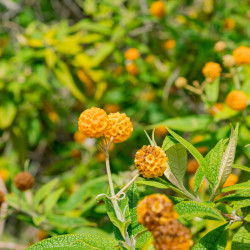 Buddleia globosa