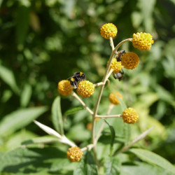 Buddleia globosa