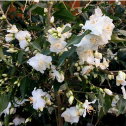 Camellia tsaii