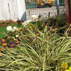 Carex oshimensis Evergold