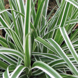 Carex oshimensis ‘Fiwhite’ EVEREST