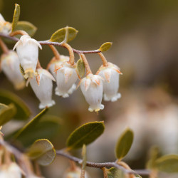 Chamaedaphne calyculata 'WHITE BELLS'