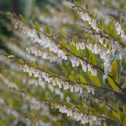 Chamaedaphne calyculata 'WHITE BELLS'