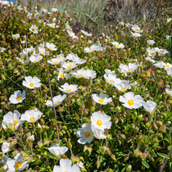Cistus monspeliensis