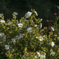 Cistus monspeliensis
