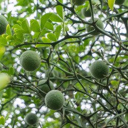 Citrus trifoliata Flying Dragon