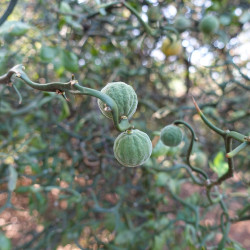 Citrus trifoliata Flying Dragon