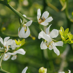 Citrus trifoliata Flying Dragon