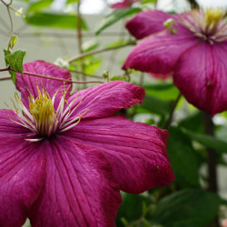 Clematis x jackmanii Rouge Cardinal