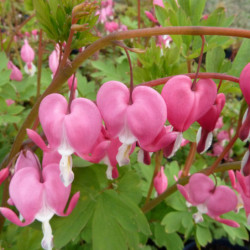 Dicentra spectabilis