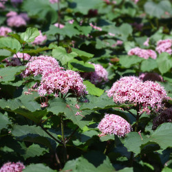 Clerodendrum bungei