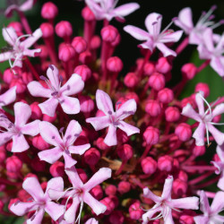 Clerodendrum bungei