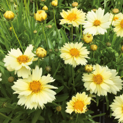 Coreopsis Uptick Cream