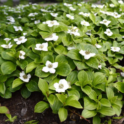 Cornus canadensis