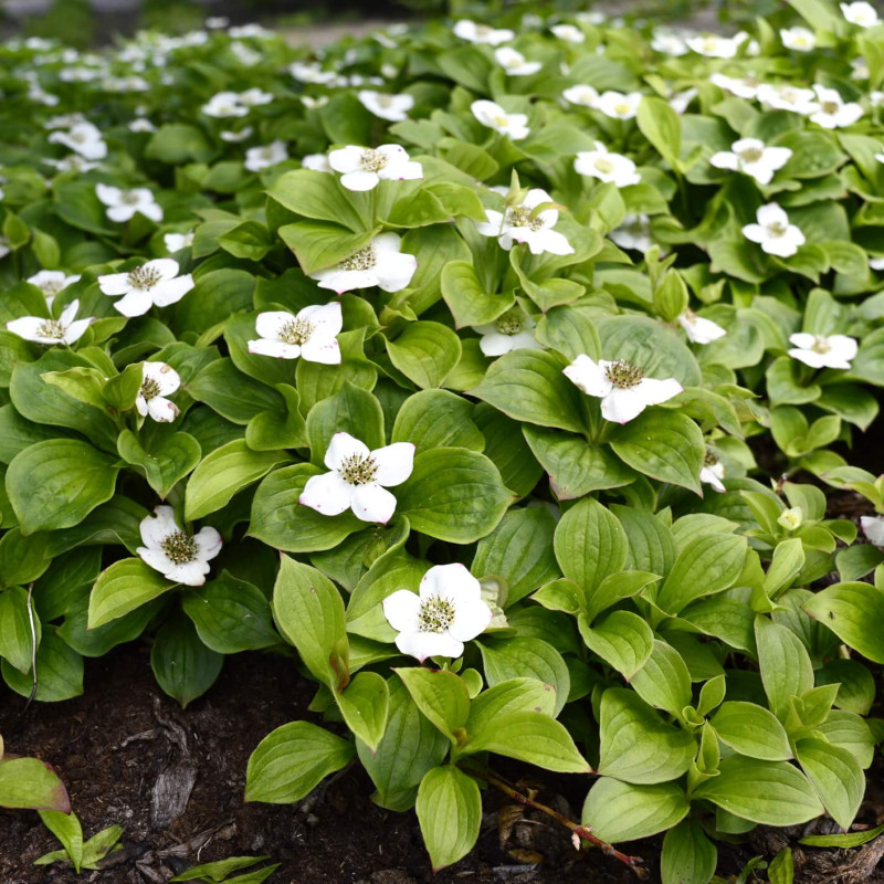 Cornus canadensis