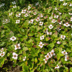 Cornus canadensis