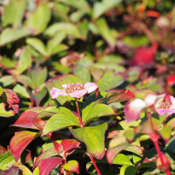 Cornus canadensis