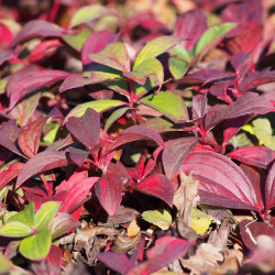 Cornus canadensis