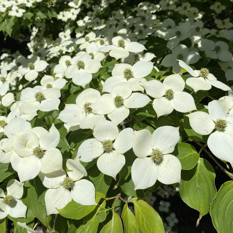 Cornus kousa Wieting's Select