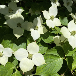 Cornus kousa Wieting's Select