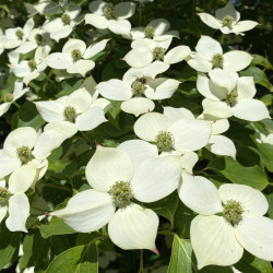 Cornus kousa Wieting's Select
