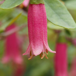 Correa dusky bells
