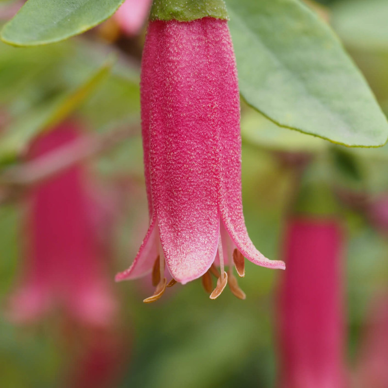 Correa dusky bells