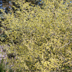 Corylopsis spicata
