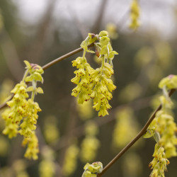 Corylopsis spicata