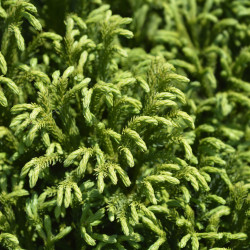 Cryptomeria japonica ‘Globosa Nana‘