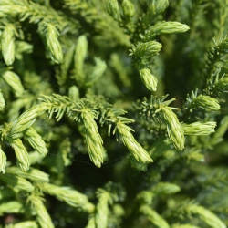 Cryptomeria japonica ‘Globosa Nana‘