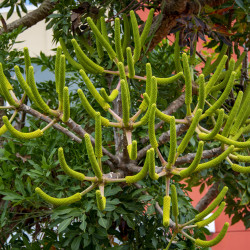 Cussonia spicata