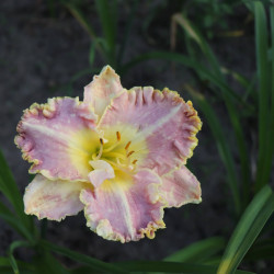 Hemerocallis 'Bestseller'
