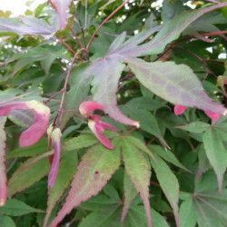 Acer palmatum ‘Atropurpureum’ - érable du Japon