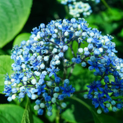 Dichroa versicolor Round Blue