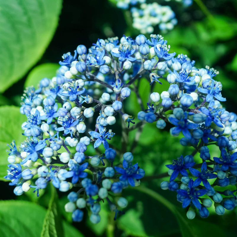 Dichroa versicolor Round Blue