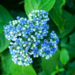 Dichroa versicolor Round Blue