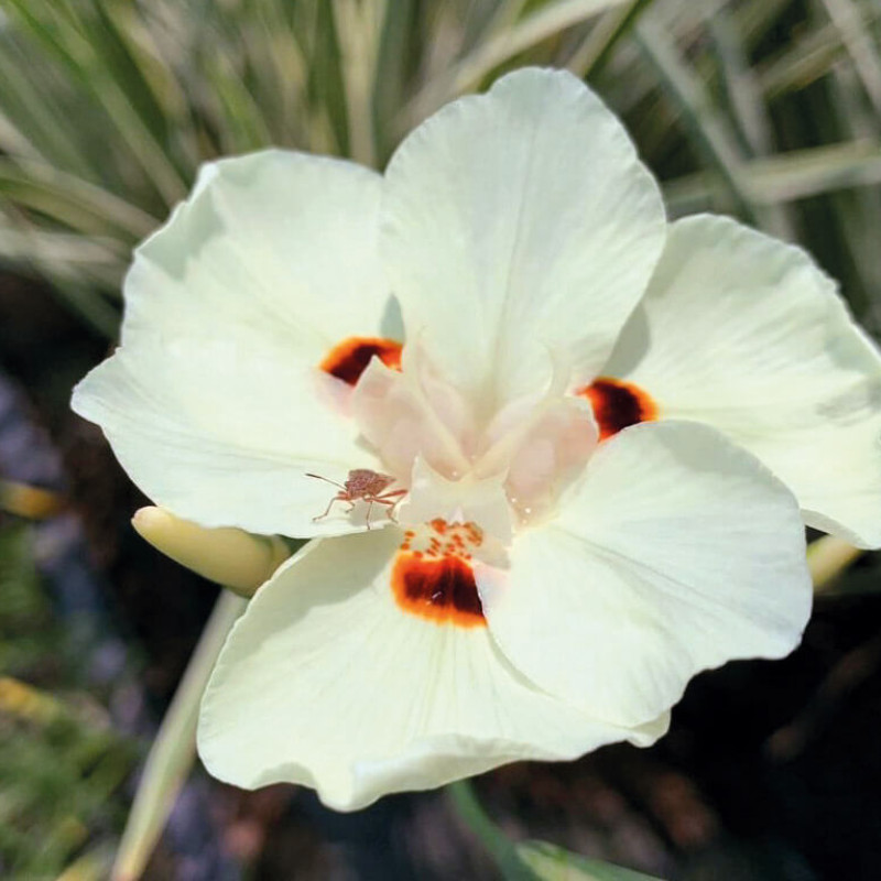 Dietes 'Milky way'