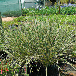 Dietes 'Milky way'