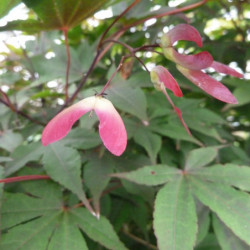 Acer palmatum ‘Atropurpureum’ - érable du Japon