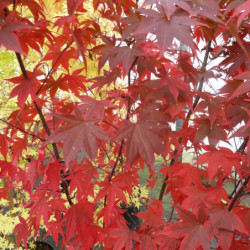Acer palmatum ‘Atropurpureum’ - érable du Japon