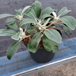 Pachystegia insignis 'Daizea ® Hardec' - Marguerite de Nouvelle-Zélande