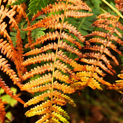 Dryopteris wallichiana Jurassic Gold - Fougère