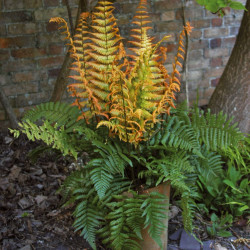 Dryopteris wallichiana Jurassic Gold