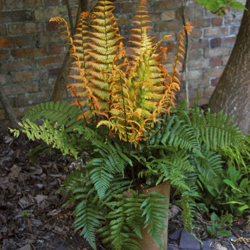 Dryopteris wallichiana Jurassic Gold