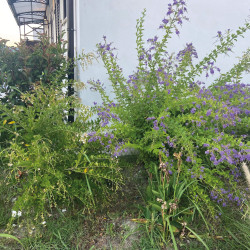 Duranta erecta